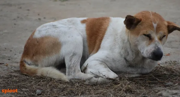 Indie Dogs as Guard Dogs: Their Natural Instincts and Training