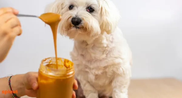 Is Peanut Butter and Peanuts safe for Dogs? Everything You Need to Know