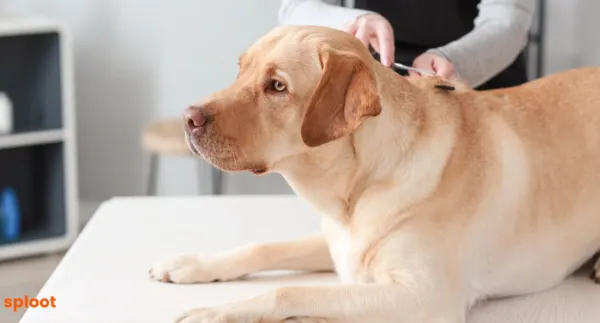 Labrador Grooming 101: Coat Care and Maintenance