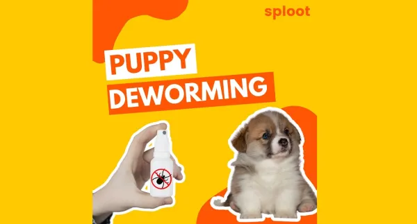 Puppy Deworming: Schedule and First-Time Experience