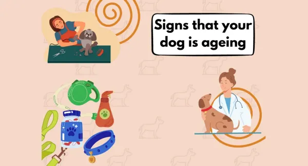 Signs that your dog is ageing