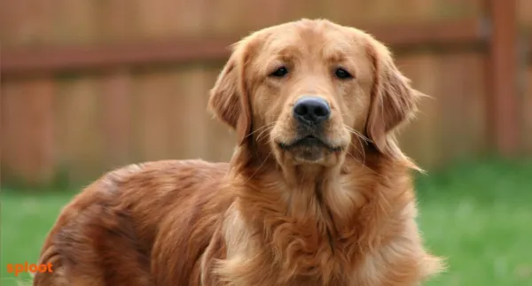 The Art of Golden Retriever Photography: Capturing Their Personality