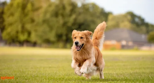 The Golden Retriever Temperament: Why They're Perfect Family Dogs