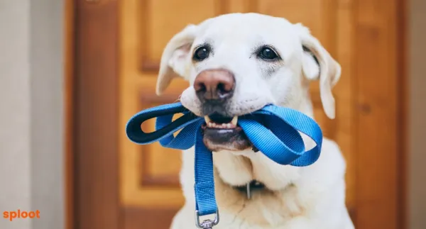 The Science of Dog Walking: Understanding Canine Behavior on Walks