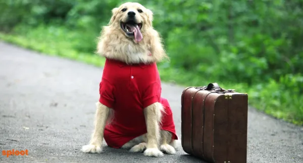 Traveling with Your Golden Retriever: Tips for a Stress-Free Trip