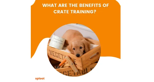 What are the benefits of crate training?