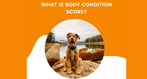 What is body condition score?