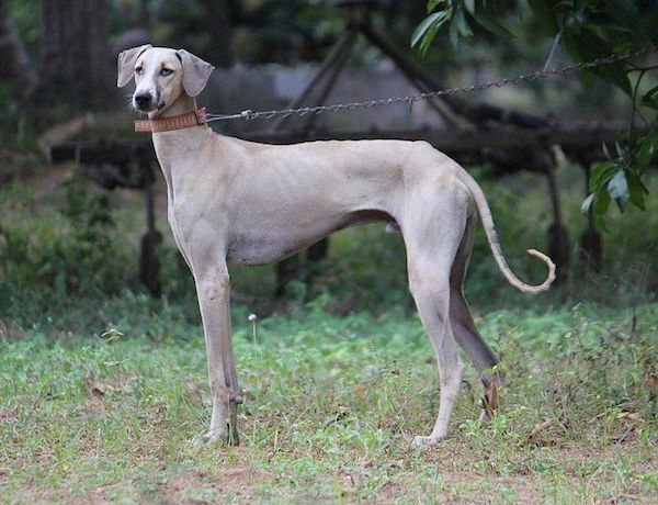 Top Dog Breeds in India That Are Resilient and Loving