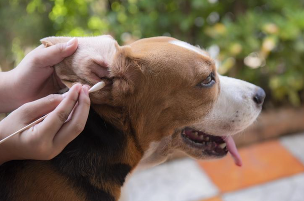 Dog Ear Wax Color Chart & Healthy Ear Care Guide