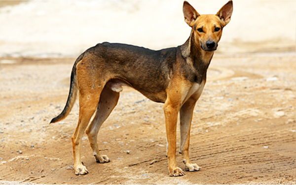 Top Dog Breeds in India That Are Resilient and Loving