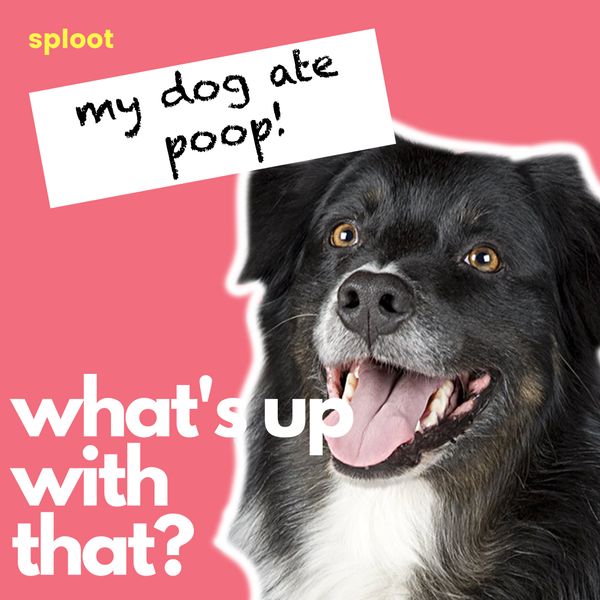 What To Do When Your Dog Eats Poop