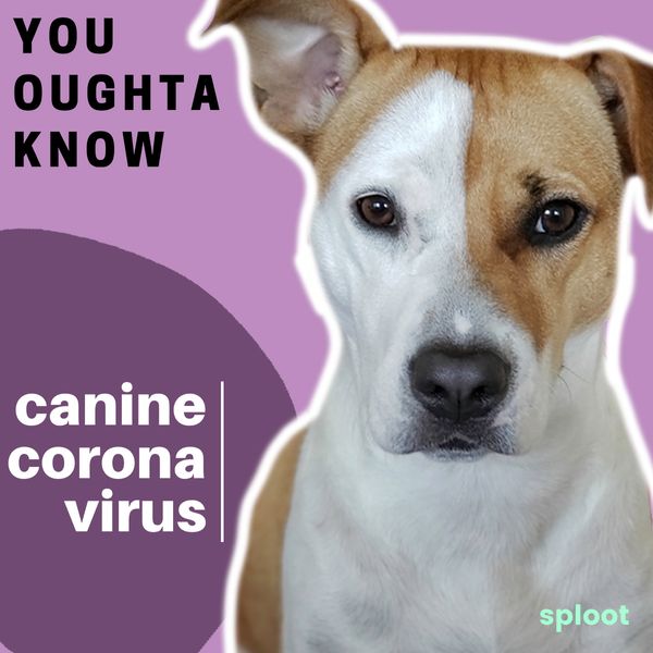 How to Avoid Canine Coronavirus for Your Dog