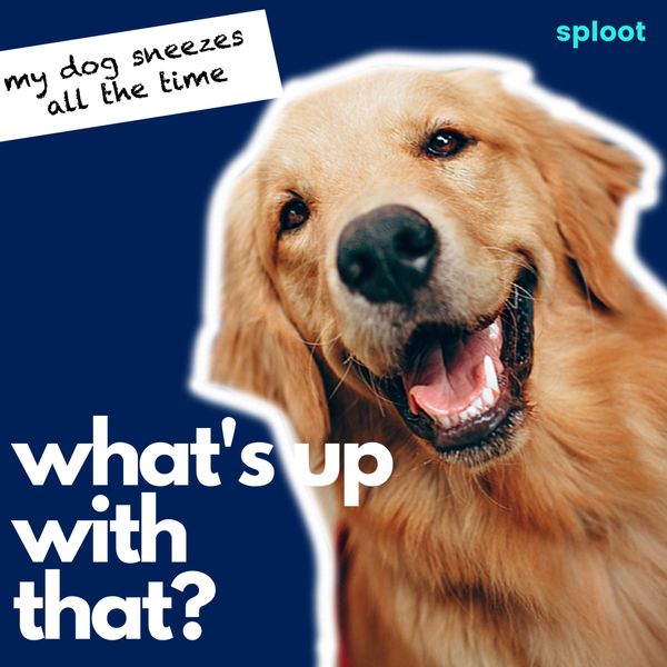 Why Do Dogs Sneeze? 5 Explanations You Need to Know