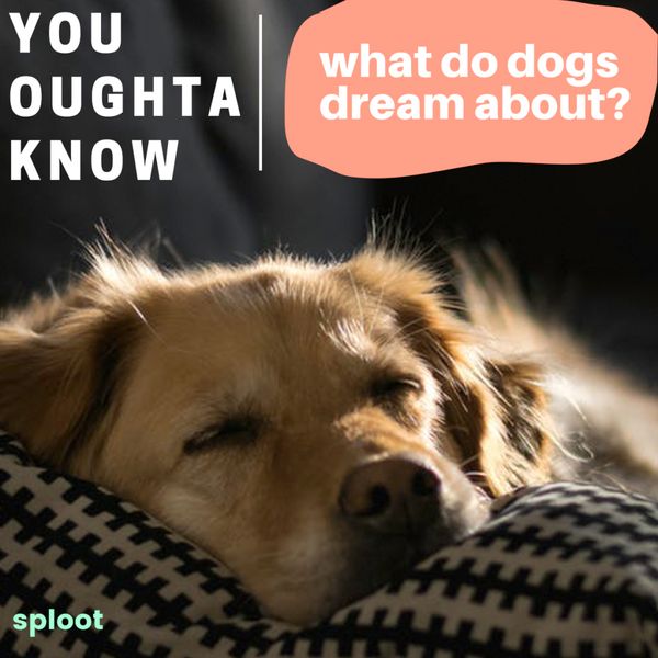 Do Dogs Dream? What Do They Dream About?