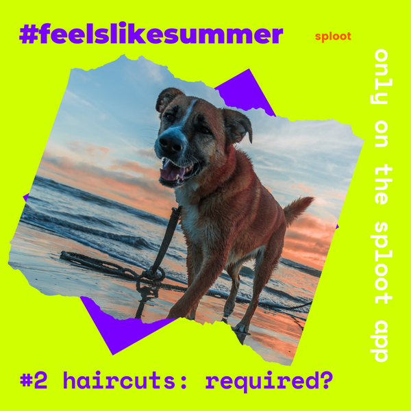 Summer Haircuts for Dogs - Are They Really Necessary?