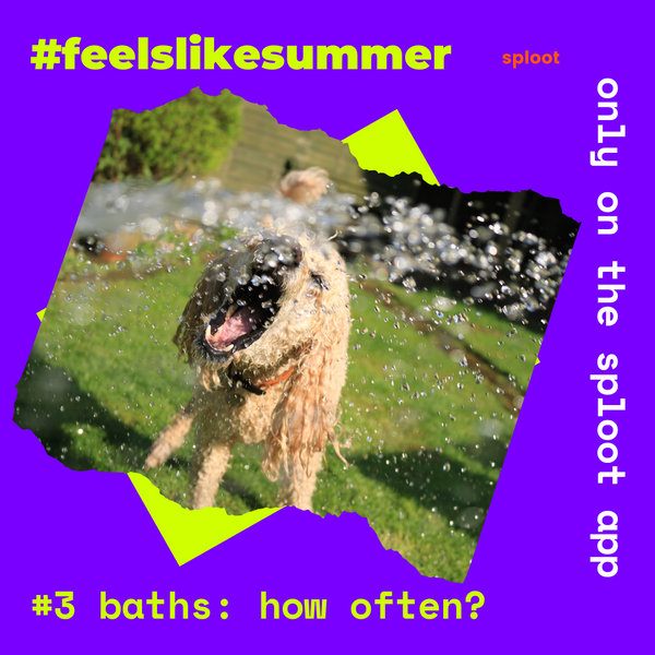 Grooming Essentials - How Often Should I Bathe My Dog in the Summer?
