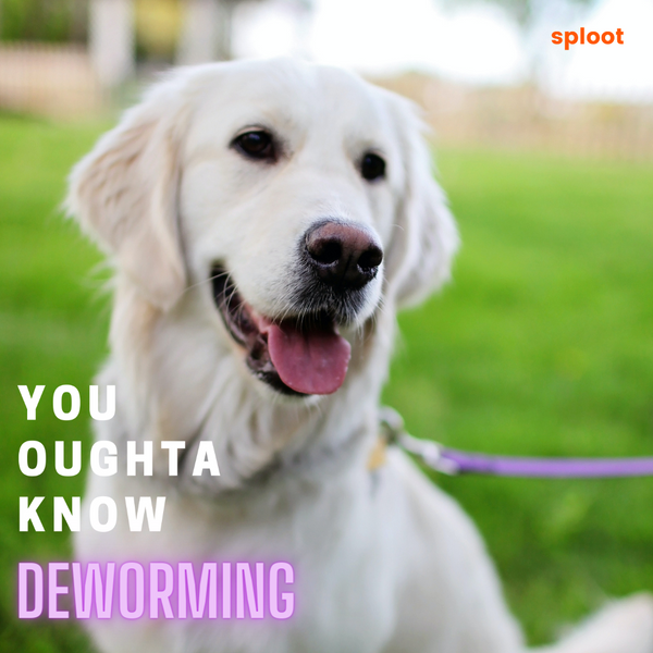 What is Deworming and Why is it Important For My Dog?