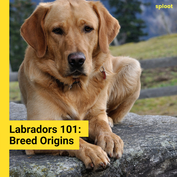 Labrador Origins: The Friendliest Dogs Around