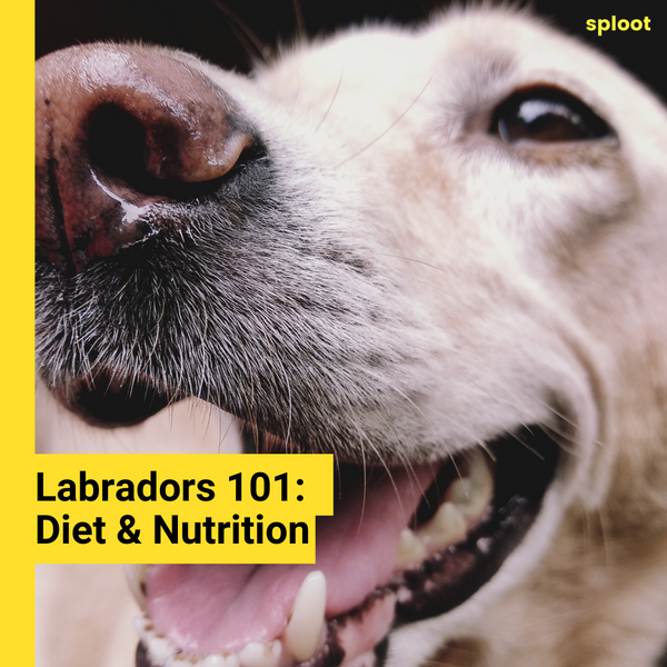 Labrador Diets: Feed Them Well!