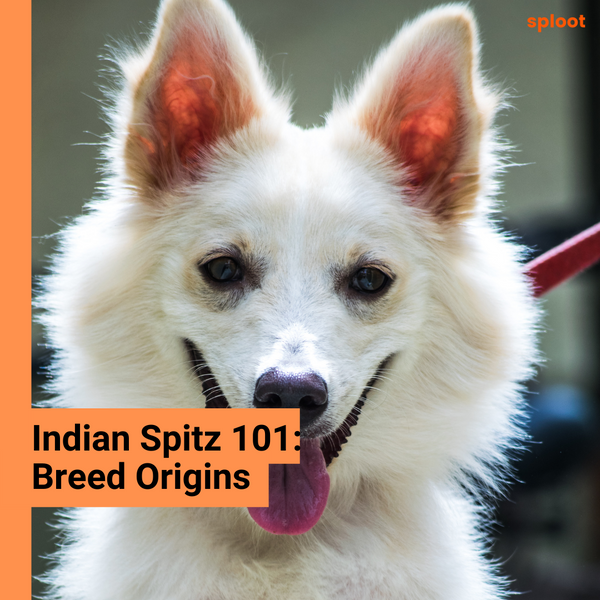 Indian Spitz: Breed Origins
