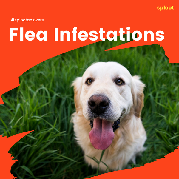 Flea Infestations