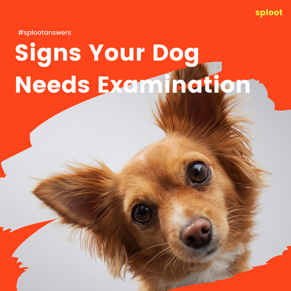 Signs Your Dog Needs a Vet Examination