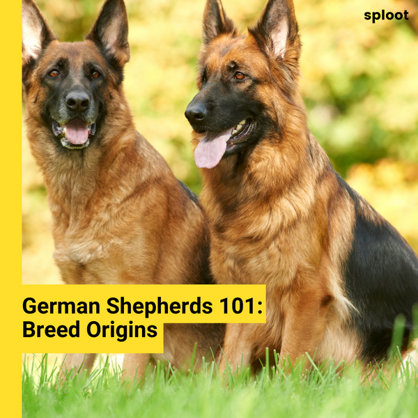 German Shepherd: Breed and Origins