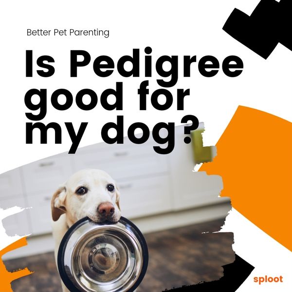 Is packaged kibble/Pedigree good for my dog?