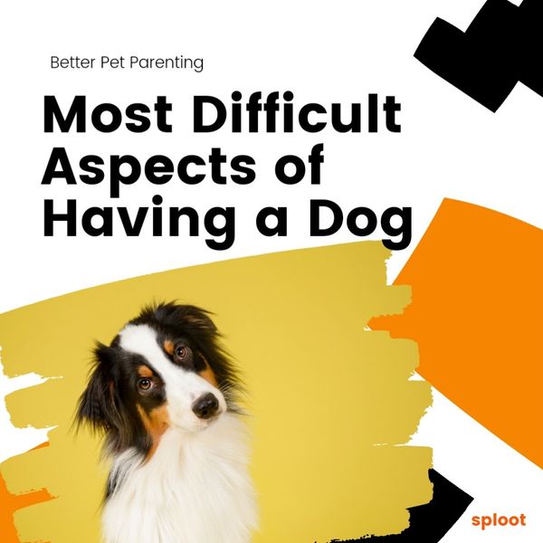 5 Most Difficult Aspects of Having a Dog