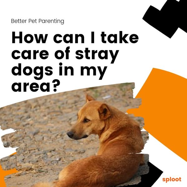 How can I take care of stray dogs?