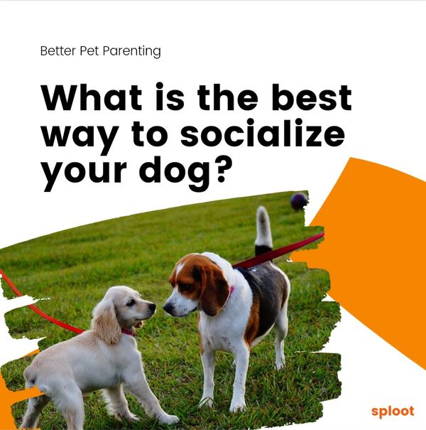 What is the best way to socialise your dog?