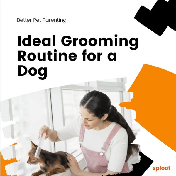 Ideal Grooming Routine for a Dog
