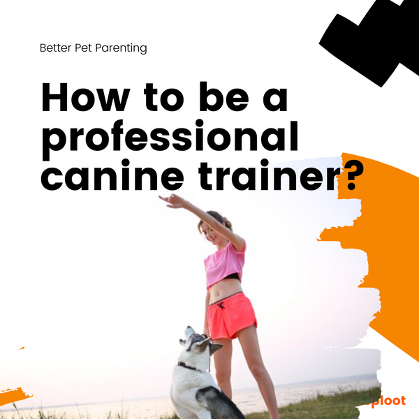 Want To Become A Professional Canine Trainer? Here's How!