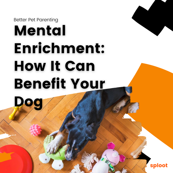 Mental Enrichment: How It Can Help Your Dog