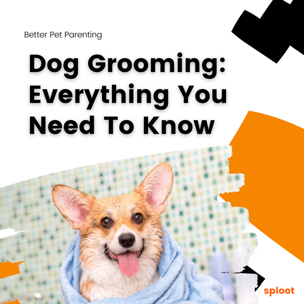 Dog Grooming: Everything You Need To Know