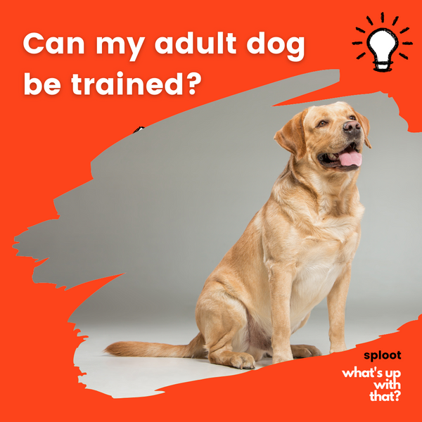 Can my adult dog be trained?