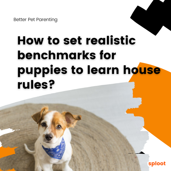 How to set realistic benchmarks for puppies to learn house rules?