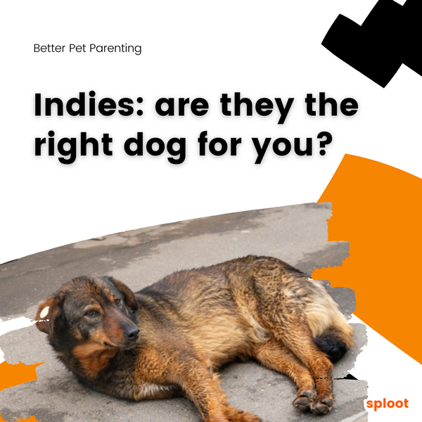 Indies: are they the right dog for you?