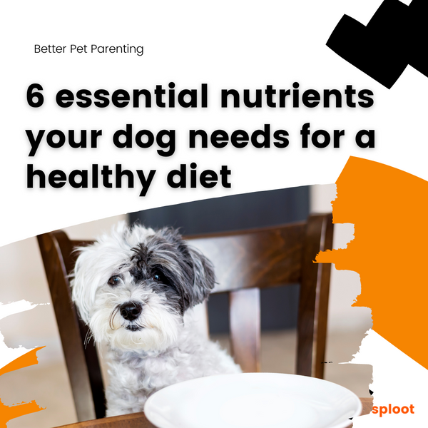 6 essential nutrients your dog needs for a healthy diet