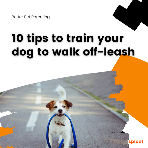 10 expert tips to train your dog to walk off-leash