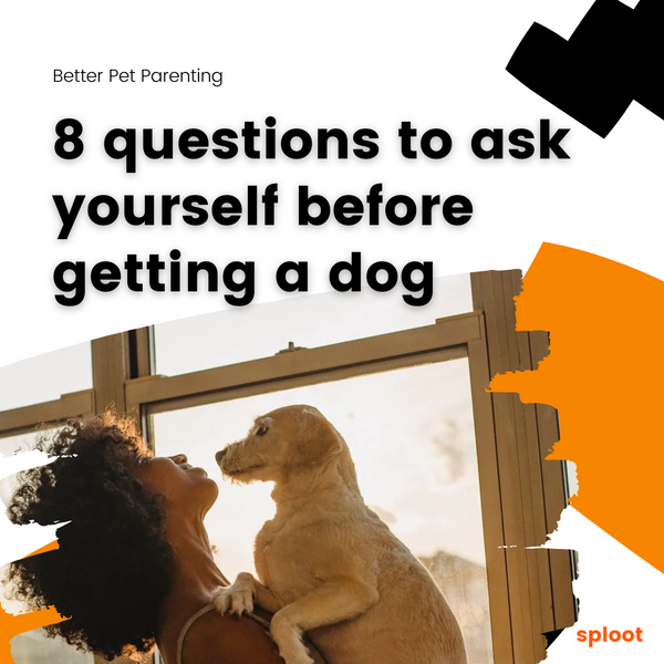 8 questions to ask yourself before getting a dog