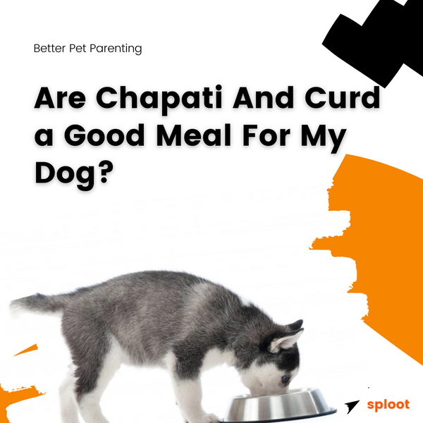 Are Chapati And Curd a Good Meal For My Dog?