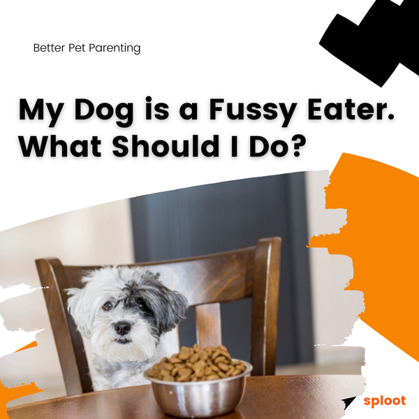 My dog is a fussy eater. What should I do?