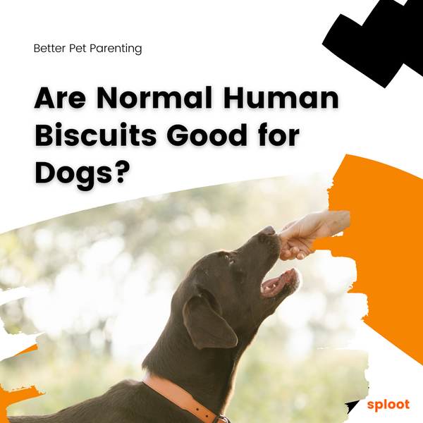 Are Normal Human Biscuits Good for Dogs?