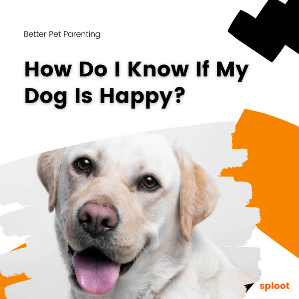 How Do I Know If My Dog Is Happy?