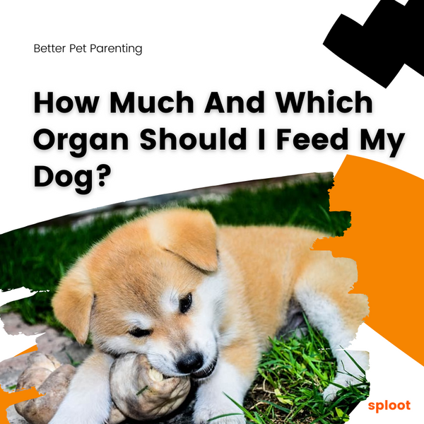 How Much And Which Organ Should I Feed My Dog?