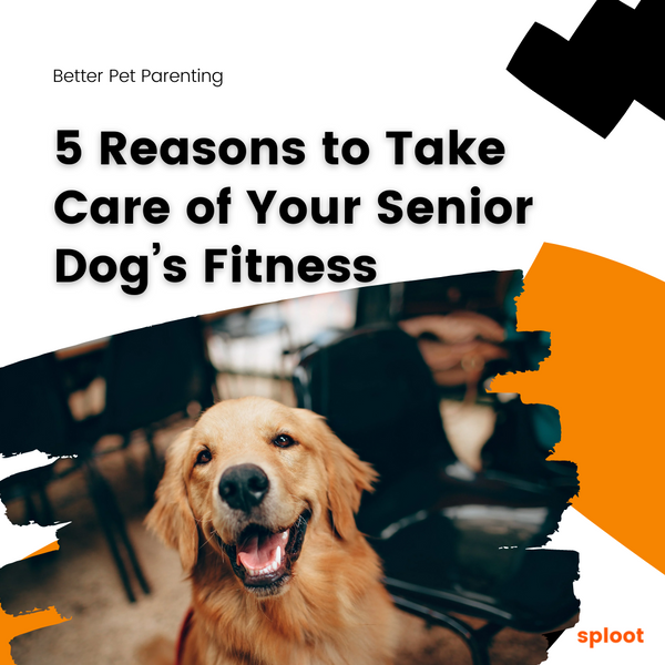 5 Reasons to Take Care of Your Senior Dog’s Fitness