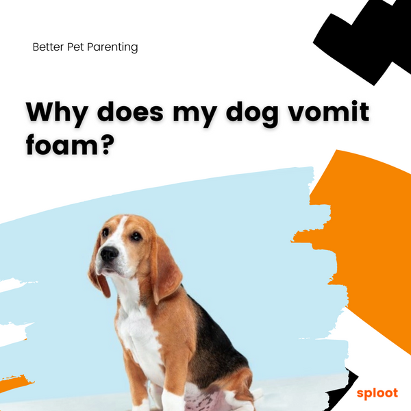 Is Your Dog Vomiting Foam?