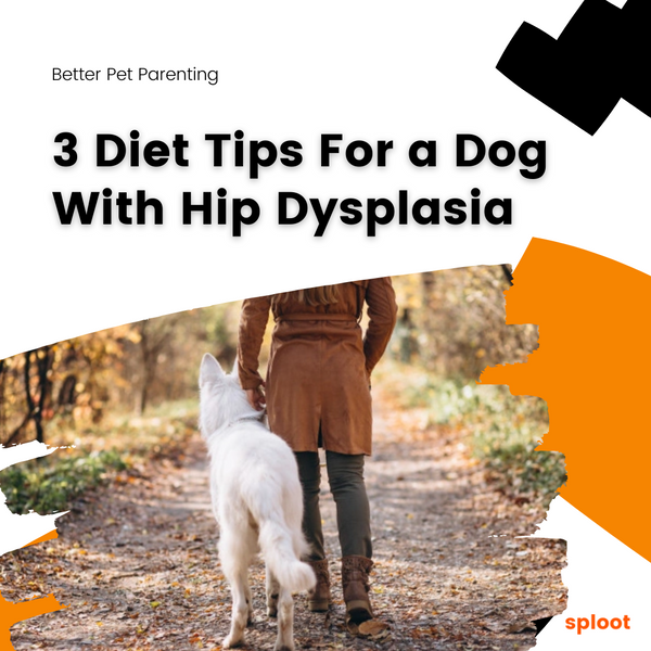 3 Diet Tips For a Dog With Hip Dysplasia