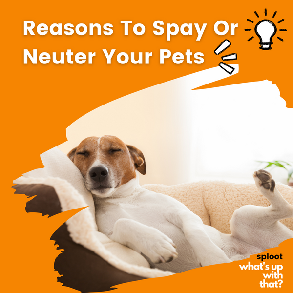 Reasons To Spay Or Neuter Your Pet